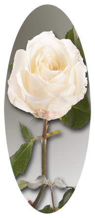 White Rose Stem (Matthews)